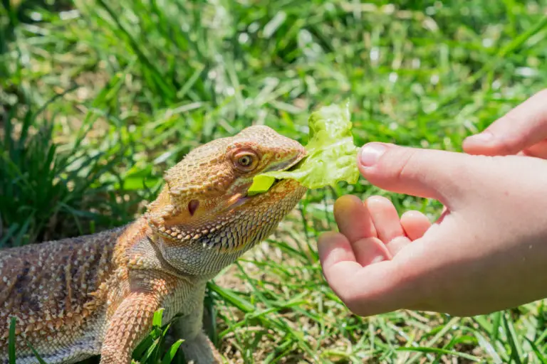 Can Bearded Dragons Eat Cilantro? An In-depth Analysis