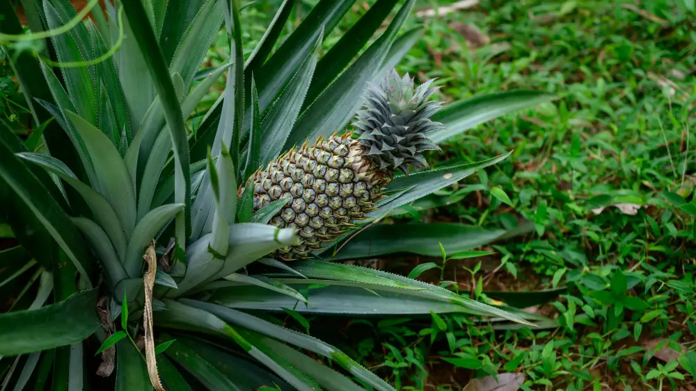 Can Bearded Dragons Eat Pineapple